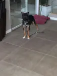 Açucena