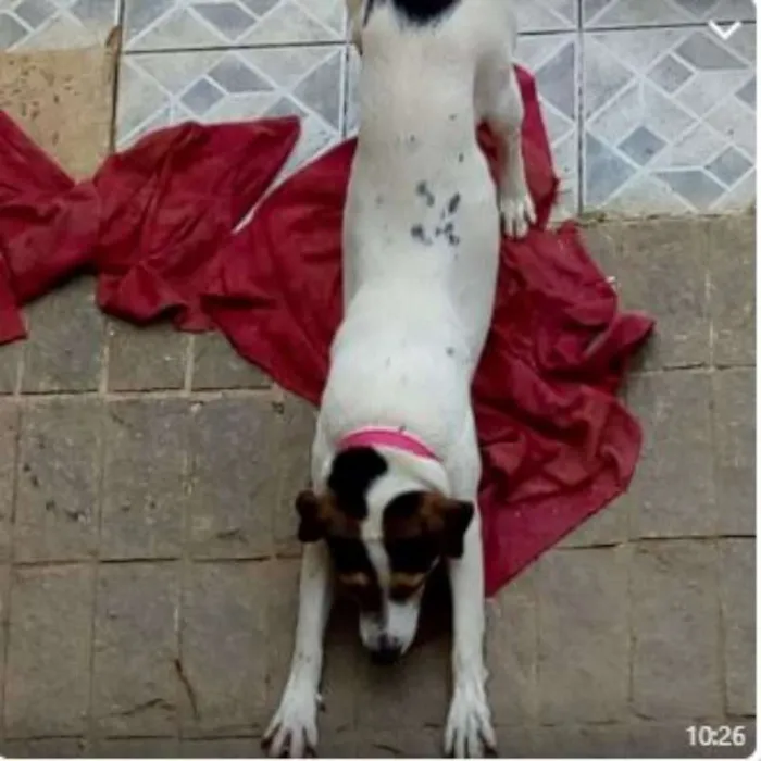 Cachorro raça SRD idade 2 anos nome Filhotes