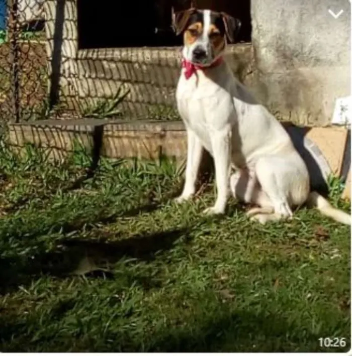 Cachorro raça SRD idade 2 anos nome Filhotes