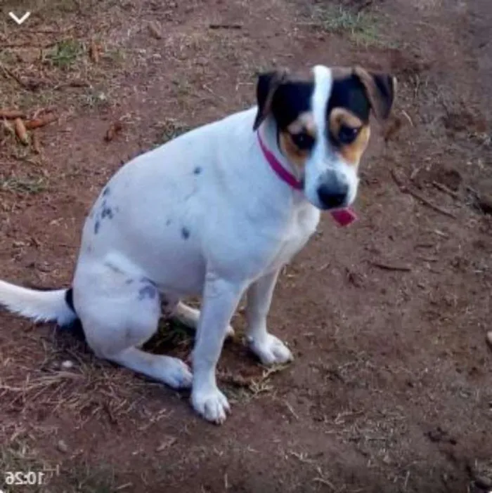 Cachorro raça SRD idade 2 anos nome Filhotes