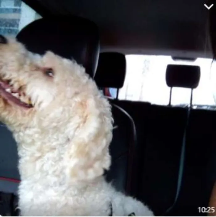 Cachorro raça poodle idade 1 ano nome -