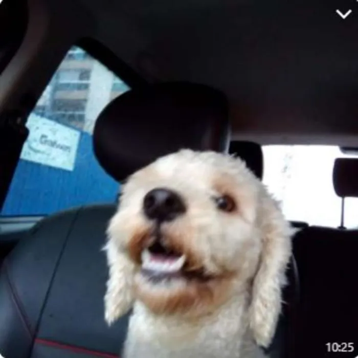 Cachorro raça poodle idade 1 ano nome -