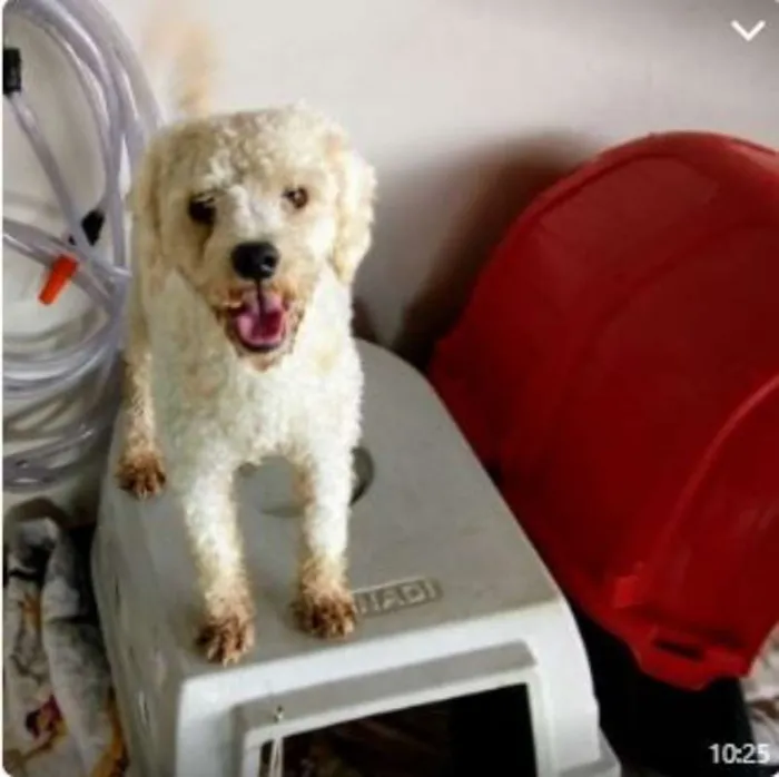 Cachorro raça poodle idade 1 ano nome -