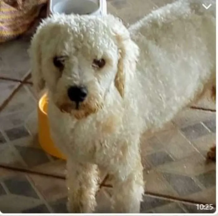 Cachorro raça poodle idade 1 ano nome -