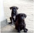 Filhotes