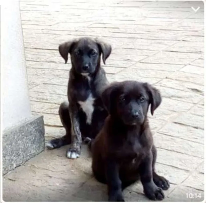 Cachorro raça SRD idade 2 a 6 meses nome Filhotes