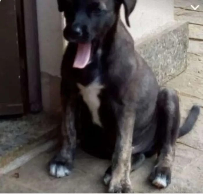 Cachorro raça SRD idade 2 a 6 meses nome Filhotes