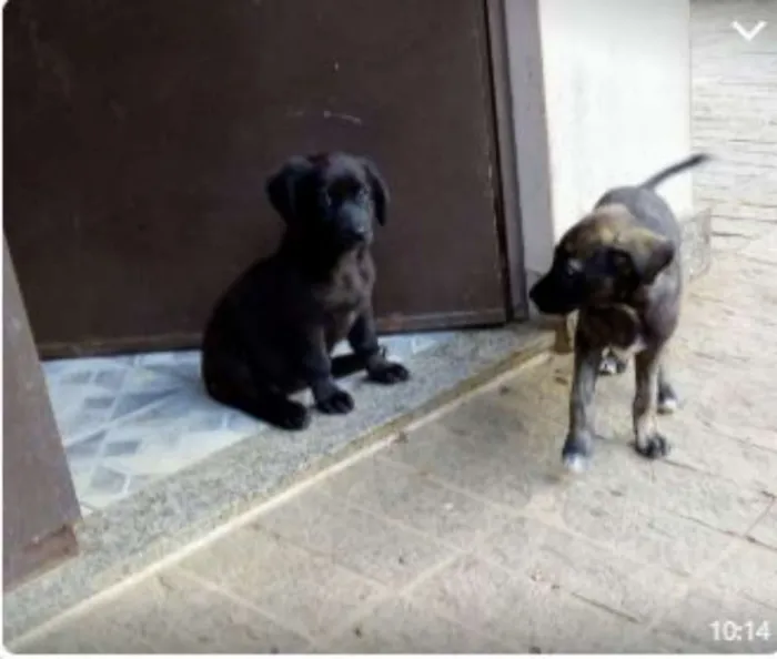 Cachorro raça SRD idade 2 a 6 meses nome Filhotes