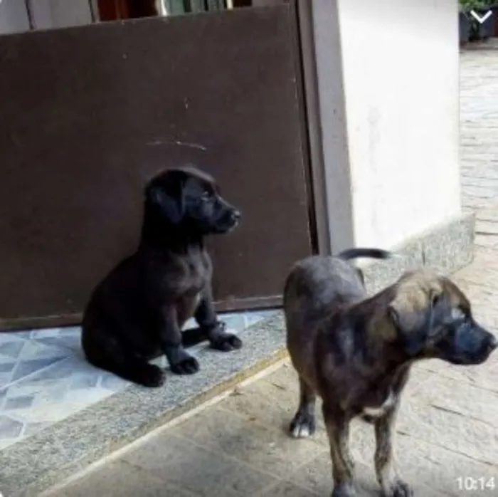 Cachorro raça SRD idade 2 a 6 meses nome Filhotes