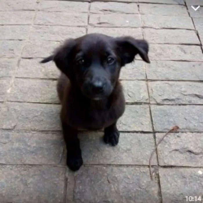 Cachorro raça SRD idade 2 a 6 meses nome Filhotes