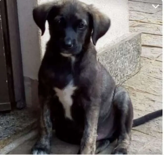 Cachorro raça SRD idade 2 a 6 meses nome Filhotes