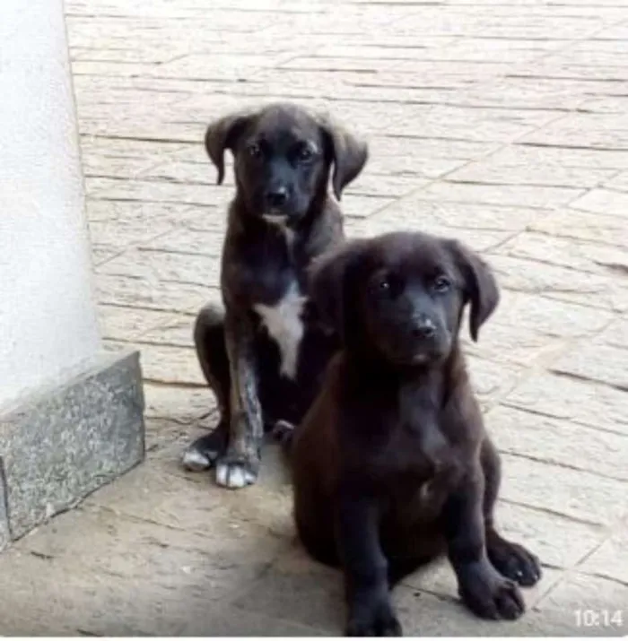 Cachorro raça SRD idade 2 a 6 meses nome Filhotes