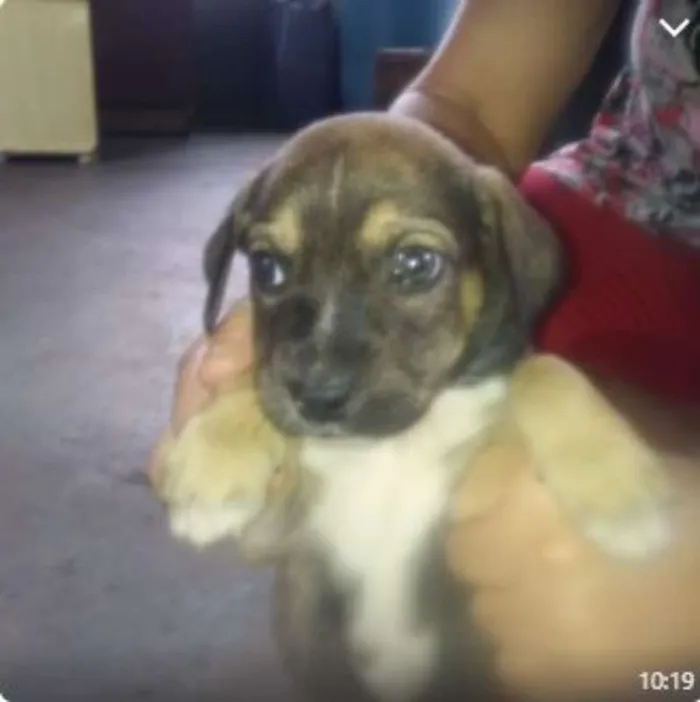 Cachorro raça SRD idade 2 a 6 meses nome Filhotes