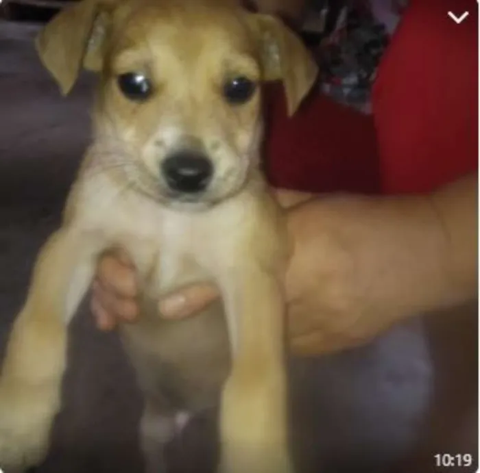 Cachorro raça SRD idade 2 a 6 meses nome Filhotes
