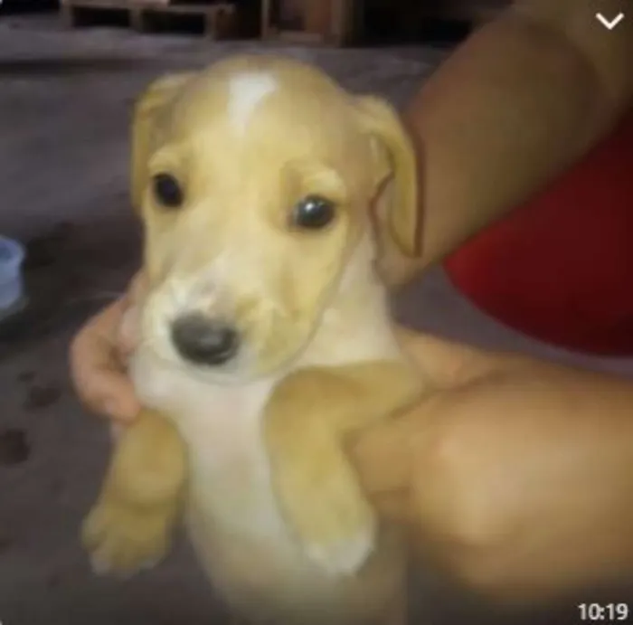Cachorro raça SRD idade 2 a 6 meses nome Filhotes
