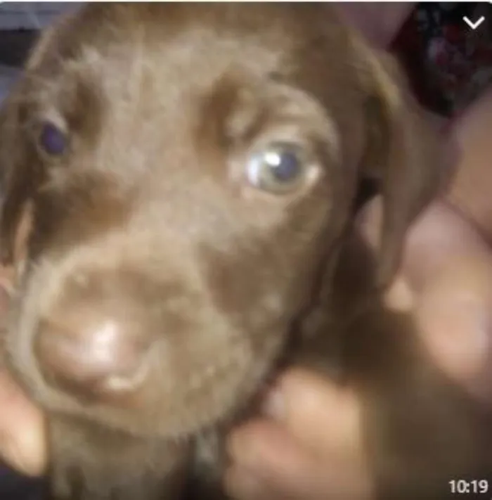 Cachorro raça SRD idade 2 a 6 meses nome Filhotes