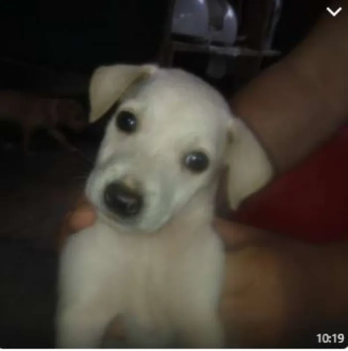 Cachorro raça SRD idade 2 a 6 meses nome Filhotes