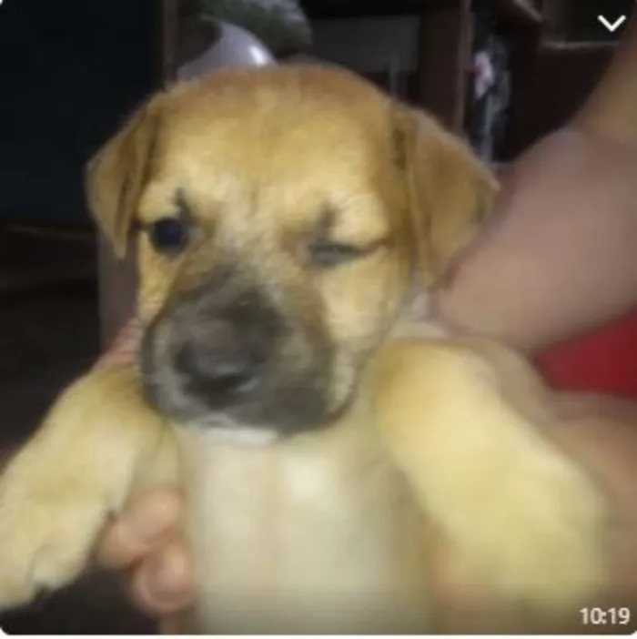 Cachorro raça SRD idade 2 a 6 meses nome Filhotes