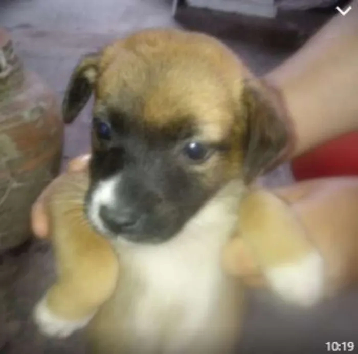 Cachorro raça SRD idade 2 a 6 meses nome Filhotes