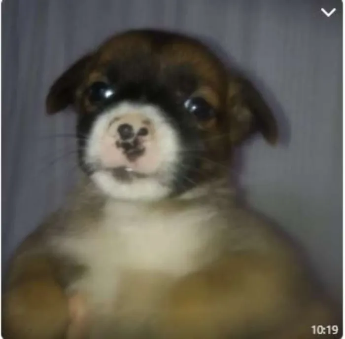 Cachorro raça SRD idade 2 a 6 meses nome Filhotes
