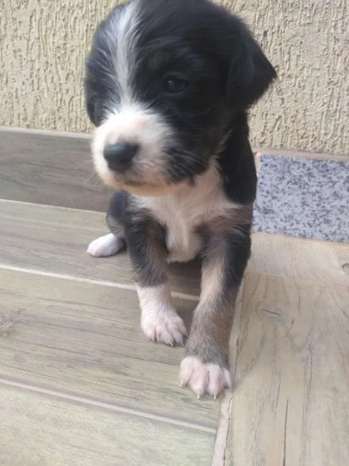 Cachorro ra a SRD idade Abaixo de 2 meses nome sem nome