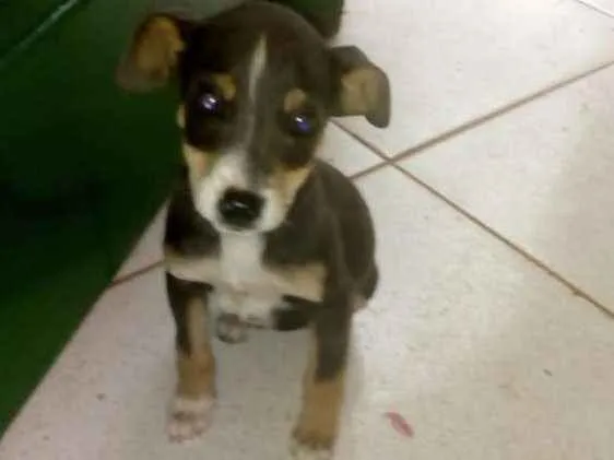 Cachorro ra a SRD idade 2 a 6 meses nome Flor