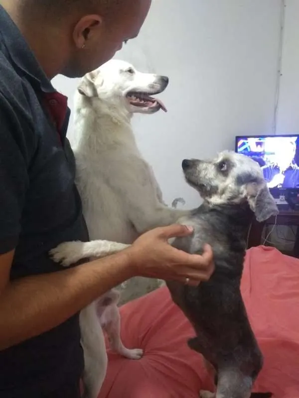 Cachorro ra a Mix de Poodle idade 2 anos nome Sombra