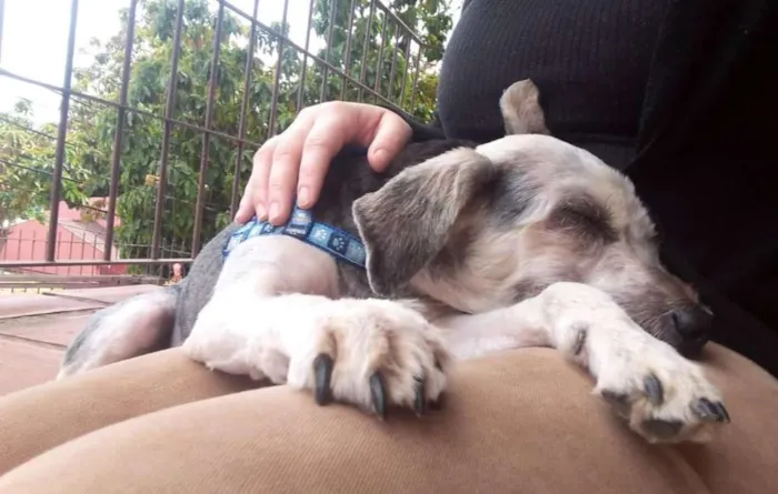 Cachorro ra a Mix de Poodle idade 2 anos nome Sombra
