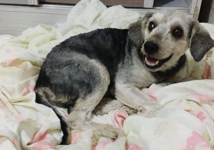 Cachorro ra a Mix de Poodle idade 2 anos nome Sombra