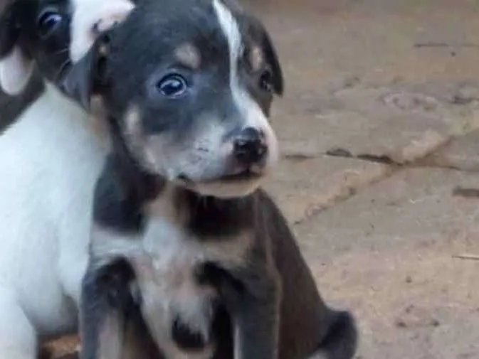 Cachorro ra a SRD idade 2 a 6 meses nome Flor