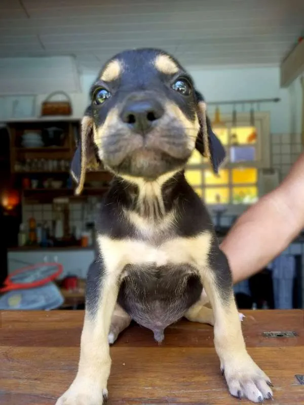 Cachorro ra a sem raça idade Abaixo de 2 meses nome Lindos filhotes