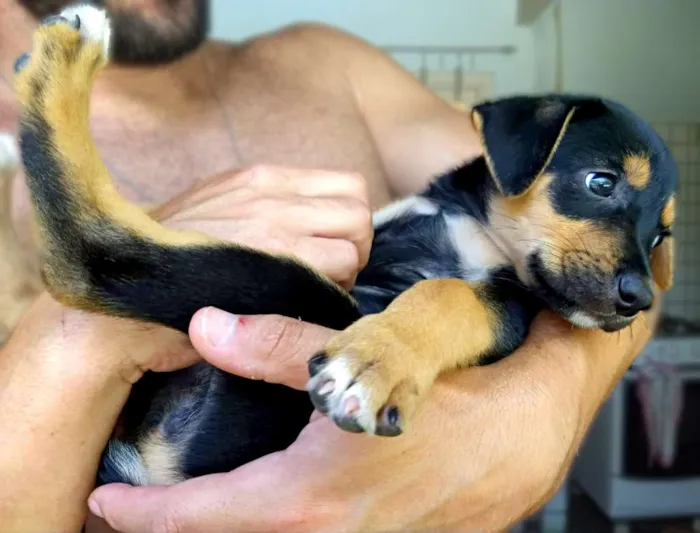 Cachorro ra a sem raça idade Abaixo de 2 meses nome Lindos filhotes