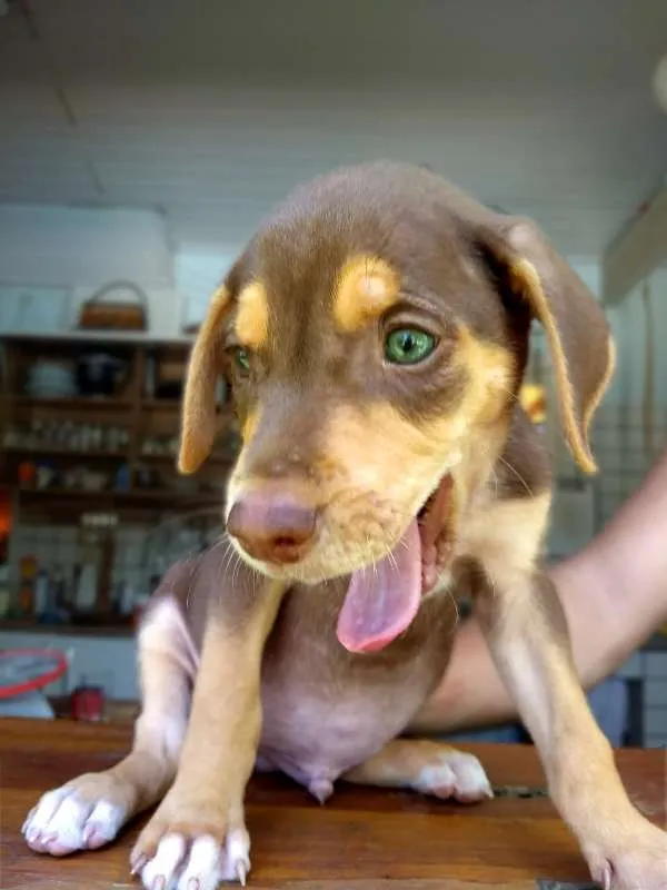 Cachorro ra a sem raça idade Abaixo de 2 meses nome Lindos filhotes