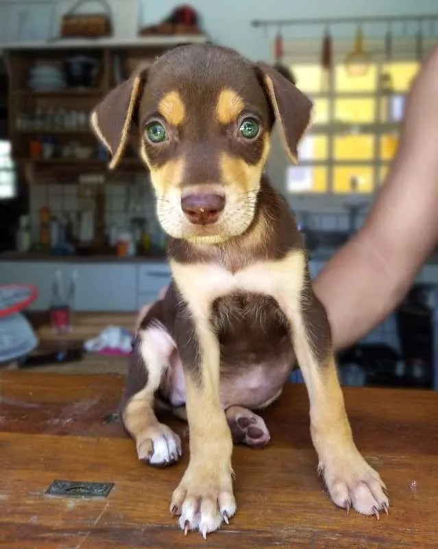 Cachorro ra a sem raça idade Abaixo de 2 meses nome Lindos filhotes