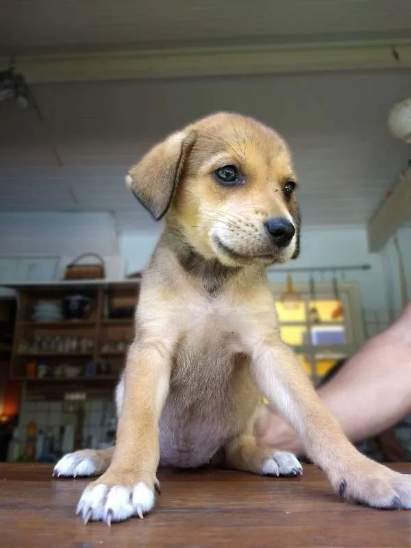 Cachorro ra a sem raça idade Abaixo de 2 meses nome Lindos filhotes