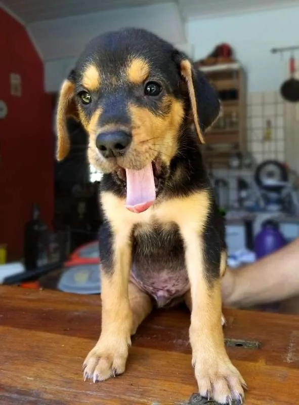 Cachorro ra a sem raça idade Abaixo de 2 meses nome Lindos filhotes