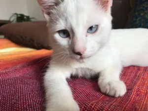 Gato raça  idade 2 a 6 meses nome anita jacó cisquinho