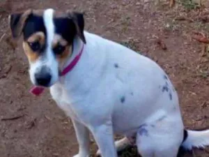 Cachorro raça SRD idade 2 anos nome Filhotes