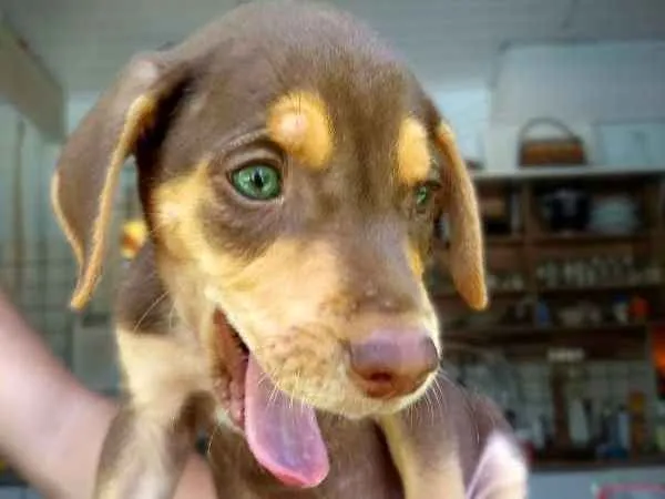 Cachorro ra a sem raça idade Abaixo de 2 meses nome Lindos filhotes