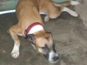 Cachorro raça Não sei  idade 1 ano nome Perola