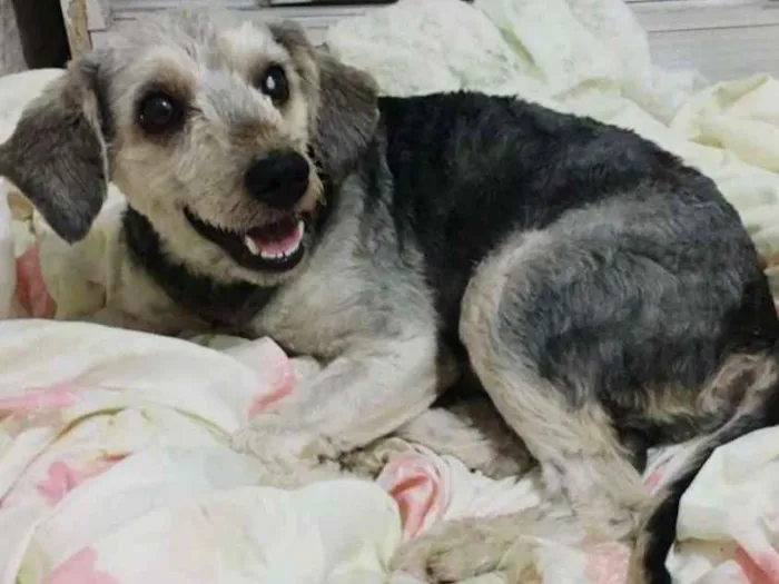 Cachorro ra a Mix de Poodle idade 2 anos nome Sombra