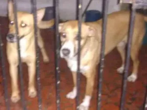Cachorro raça Srd idade 5 anos nome Jeide e Diana 