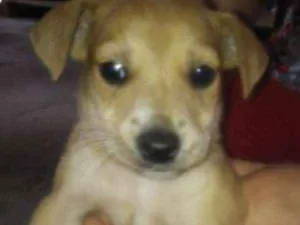 Cachorro raça SRD idade 2 a 6 meses nome Filhotes