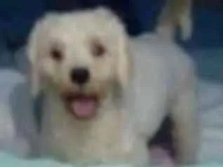 Cachorro raça poodle idade 1 ano nome -
