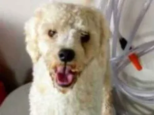 Cachorro raça poodle idade 1 ano nome -