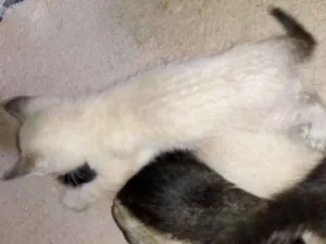 Gato raça Não sei idade Abaixo de 2 meses nome Filhotes