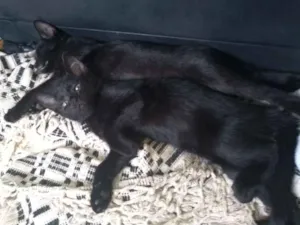 Gato raça Srd idade 2 a 6 meses nome Manhosa e Dengosa