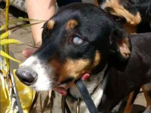 Cachorro raça SRD idade 3 anos nome Pretinhas