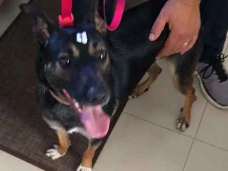 Cachorro ra a SRD idade 1 ano nome Açucena