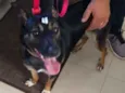 Açucena